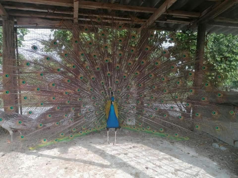 Agriturismo La Ruota Montelupo Albese Zewnętrze zdjęcie